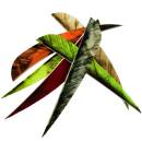 &Eacute;XITO DE VENTAS Plum&iacute;n natural BSW Speed Feather - diferentes longitudes, colores y formas