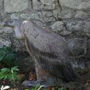 NATURFOAM Avvoltoio