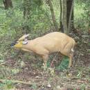 NATURFOAM Cerf muntjac