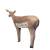 ASEN SPORTS Impala Black Heeler Antelope - femmina