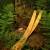 Branches | JACKALOPE Zircon - Bamboo - ILF - 24-44 lbs
