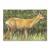 Bersaglio | immagine di animale - cervo dalla coda bianca