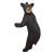 LEITOLD Petit ours noir grimpant