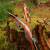 DRAKE Sediment - 62 inches - 20-50 lbs - Take Down Recurve bow