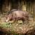 CENTER-POINT 3D Large Boar
