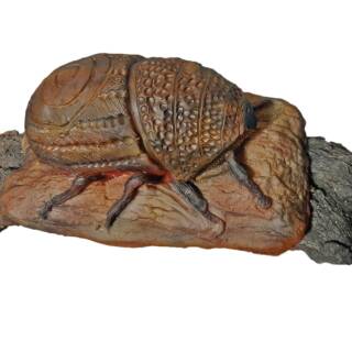 InForm 3D bark beetle