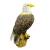 InForm 3D Aigle à tête blanche