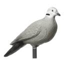 IBB 3D Pigeon