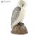 SRT White Barn Owl