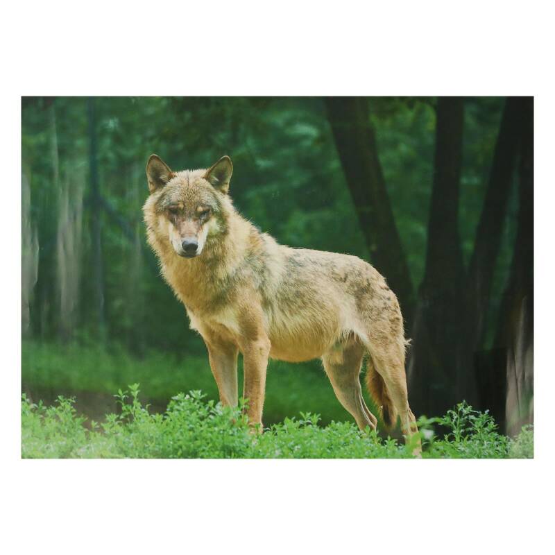 STRONGHOLD Tierauflage - Wolf - 30 x 42 cm - wasserabweisend/reißfest