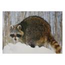 STRONGHOLD Animal Target Face - Raccoon - 30 x 42 cm -...