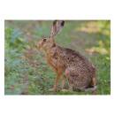 STRONGHOLD Animal Target Face - Rabbit - 30 x 42 cm -...