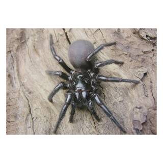 STRONGHOLD Blason nature - araignée - 30 x 42 cm - hydrofuge/résistant à la déchirure