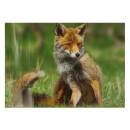 STRONGHOLD Animal Target Face - Fox - 30 x 42 cm -...