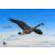 STRONGHOLD Animal Target Face - Flying Goose - 42 x 59 cm - hydrophobic / tear-resistant