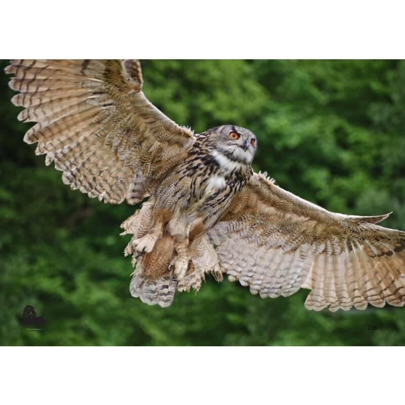 STRONGHOLD Tierauflage - Fliegende Eule - 42 x 59 cm - wasserabweisend/reifest