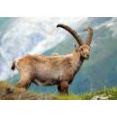 STRONGHOLD Diana 2D - ibex - 42 x 59 cm -...