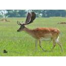 STRONGHOLD Animal Target Face - Fallow Deer I - 42 x 59...