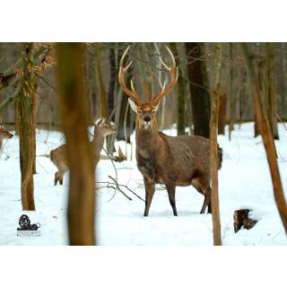 STRONGHOLD Diana 2D - manada de ciervos en el bosque invernal - 59 x 84 cm - hidrófugo/resistPato al desgarro