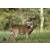 STRONGHOLD Animal Target Face - White Tail Deer - 59 x 84 cm - hydrophobic / tear-resistant