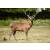 STRONGHOLD Bersaglio Animali - cervo rosso - 59 x 84 cm - idrorepellente/antistrappo