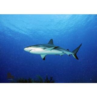 STRONGHOLD Blason nature - Requin des Caraïbes - 59 x 84 cm - hydrofuge/résistant à la déchirure