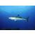 STRONGHOLD Animal Target Face - Caribbean Shark - 59 x 84 cm - hydrophobic / tear-resistant