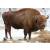 STRONGHOLD Bersaglio Animali - bisonte - 59 x 83 cm - idrorepellente/antistrappo