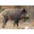 STRONGHOLD Animal Target Face - Boar - 59 x 84 cm - hydrophobic / tear-resistant