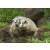 STRONGHOLD Animal Target Face - Badger - 59x 84 cm - hydrophobic / tear-resistant