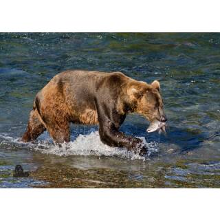STRONGHOLD Bersaglio Animali - orso marrone - 59 x 84 cm - idrorepellente/antistrappo