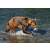 STRONGHOLD Bersaglio Animali - orso marrone - 59 x 84 cm - idrorepellente/antistrappo