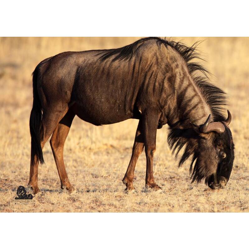 STRONGHOLD Tierauflage - Gnu - 59 x 84 cm - wasserabweisend/reifest